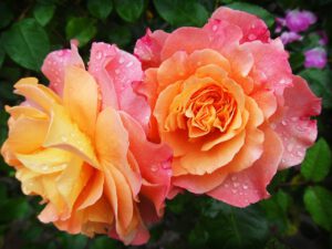 Rosentenne
