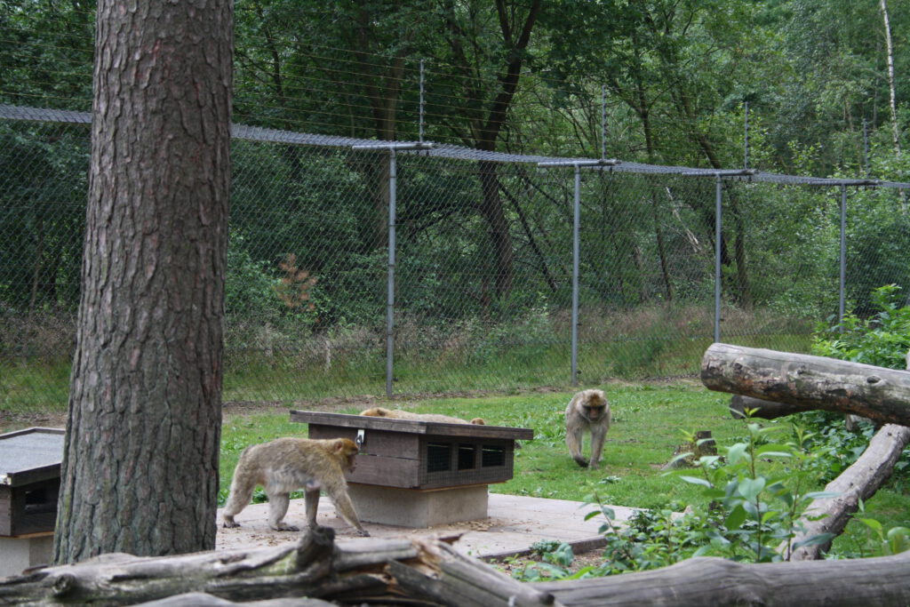 Berberaffen im Affenwald Malchow