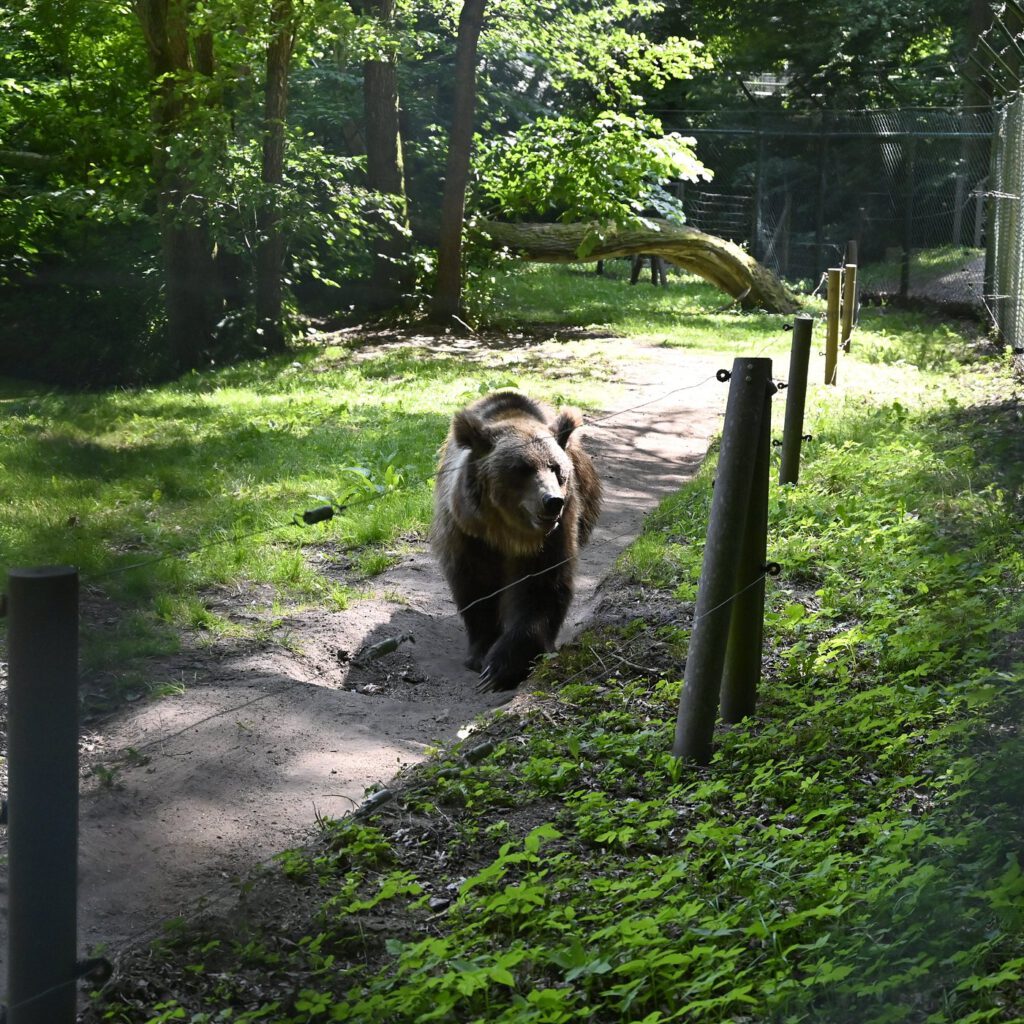 Braunbär auf seiner Anlage gehend inmitten von Grün hinter einem kleinen Drahtzaun